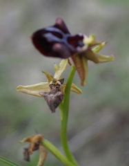 Ophrys mammosa