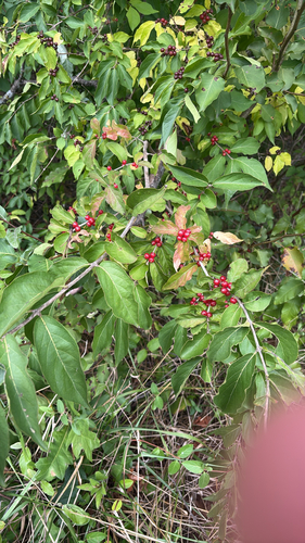 Amur honeysuckle