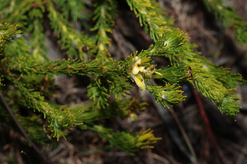Adenanthos terminalis (Adenanthos terminalis)