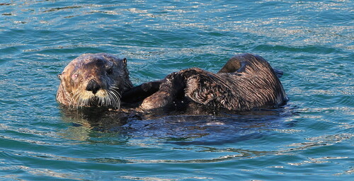 Sea Otter