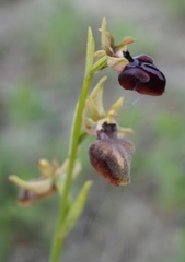 Ophrys mammosa