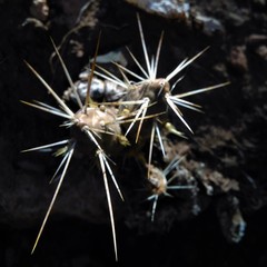 Maihueniopsis ovata