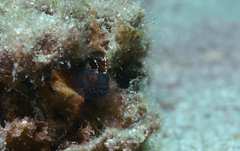 Emblemaria pandionis