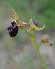 Ophrys mammosa