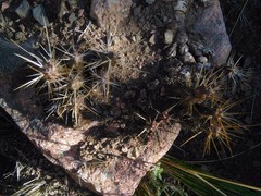 Maihueniopsis ovata