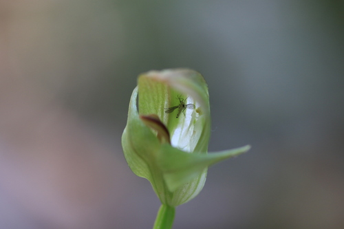 Pterostylis curta, photograph 1
