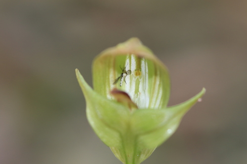 Pterostylis curta, photograph 2
