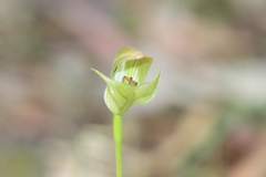 Pterostylis curta