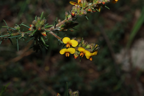 Dillwynia sericea, photograph 5
