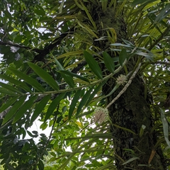 Dendrobium smillieae