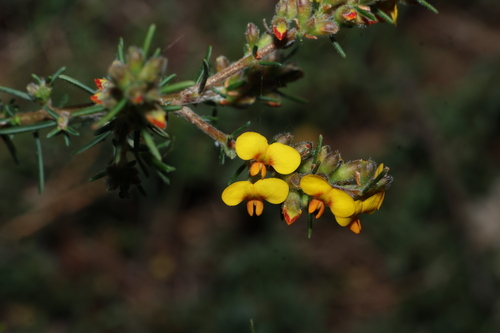 Dillwynia sericea, photograph 4