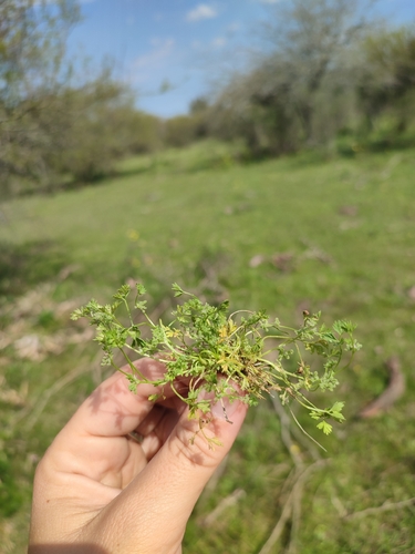 Cyclospermum uruguayense