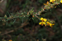 (c) Greg Tasney, some rights reserved (CC BY-SA) Dillwynia sericea, photograph (c) Greg Tasney, some rights reserved (CC BY-SA)