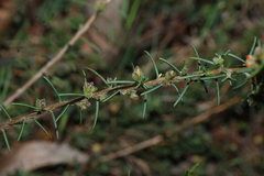 Dillwynia sericea, photograph (c) Greg Tasney, some rights reserved (CC BY-SA)