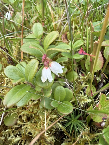 Vaccinium vitis-idaea