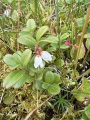 Vaccinium vitis-idaea