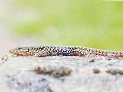 Podarcis muralis