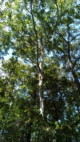 Platanus occidentalis