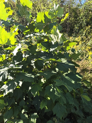 Platanus occidentalis, photograph 5