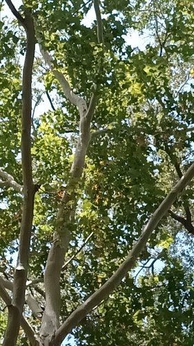 Platanus occidentalis, photograph 2