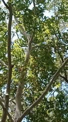 Platanus occidentalis, photograph (c) Michael A. Thaibinh, some rights reserved (CC BY)