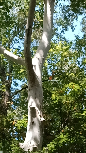 Platanus occidentalis, photograph 3