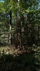 Platanus occidentalis, photograph (c) Michael A. Thaibinh, some rights reserved (CC BY)
