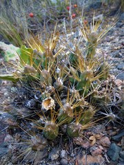 Maihueniopsis ovata