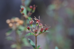 Pomax umbellata