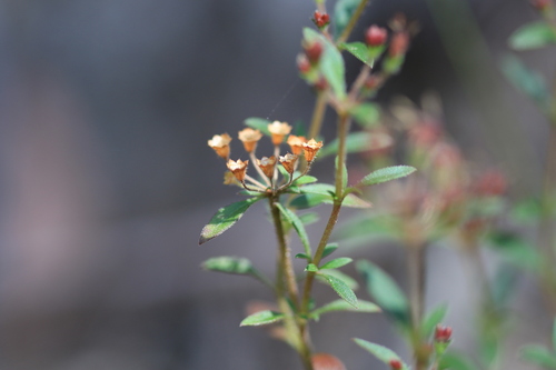 Pomax umbellata, photograph 1