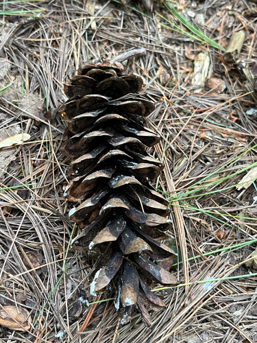 Pinus strobus, photograph 6