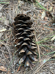 Pinus strobus, photograph (c) Andrew Sebastian, some rights reserved (CC BY)