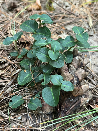 Mitchella repens, photograph 2