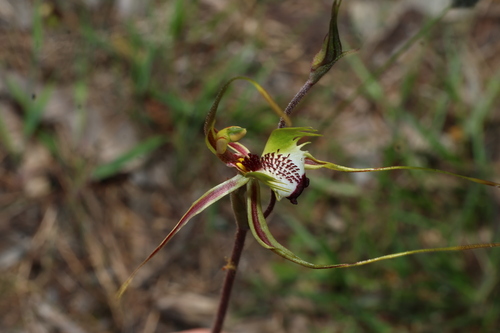 Caladenia tentaculata