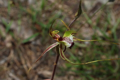 Caladenia tentaculata