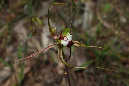 Caladenia tentaculata, photograph 1