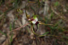 Caladenia tentaculata, photograph (c) Greg Tasney, some rights reserved (CC BY-SA)