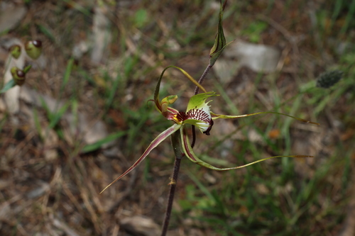 Caladenia tentaculata, photograph 2