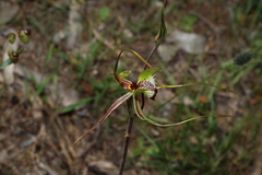 Caladenia tentaculata, photograph (c) Greg Tasney, some rights reserved (CC BY-SA)