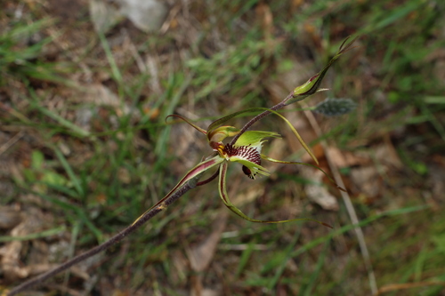 Caladenia tentaculata, photograph 3