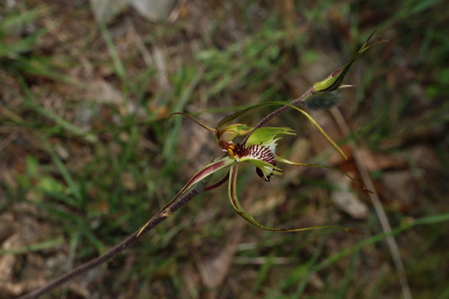 Caladenia tentaculata, photograph 4