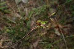 Caladenia tentaculata, photograph (c) Greg Tasney, some rights reserved (CC BY-SA)