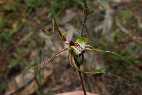 Caladenia tentaculata, photograph 5