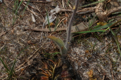 Caladenia tentaculata, photograph (c) Greg Tasney, some rights reserved (CC BY-SA)