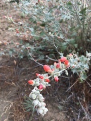 Sphaeralcea munroana