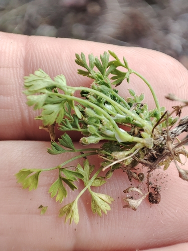 Cyclospermum uruguayense