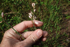 Asphodelus fistulosus, photograph (c) Greg Tasney, some rights reserved (CC BY-SA)
