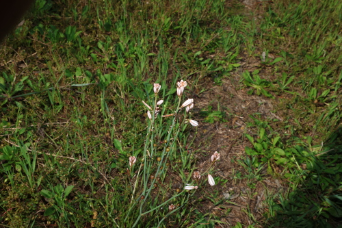 Asphodelus fistulosus, photograph 2
