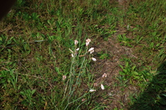 Asphodelus fistulosus, photograph (c) Greg Tasney, some rights reserved (CC BY-SA)