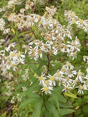 (c) Barry Cottam, some rights reserved (CC BY) Doellingeria umbellata, photograph (c) Barry Cottam, some rights reserved (CC BY)